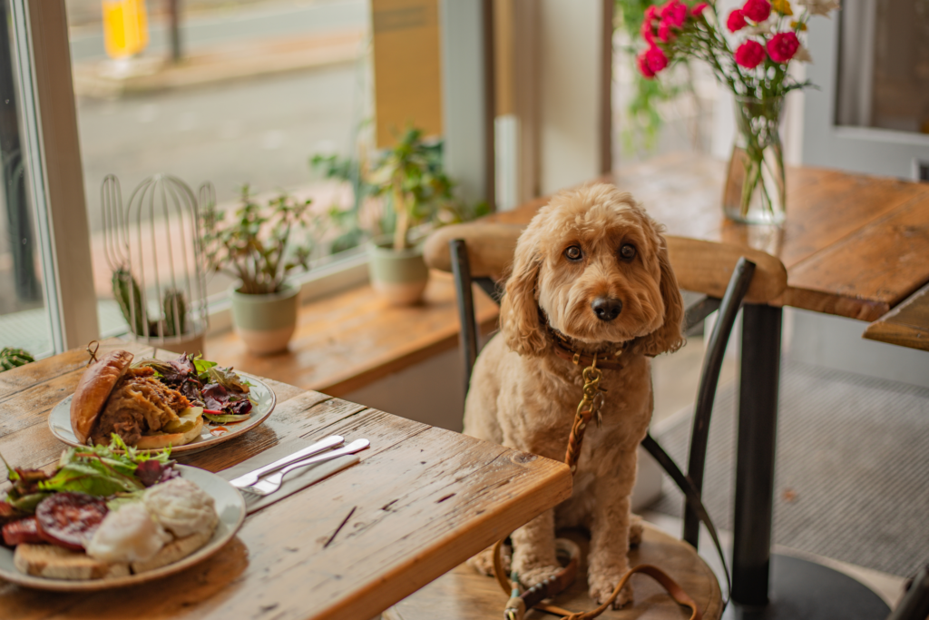Cavapoo Dog Sitting on a Dining Chair