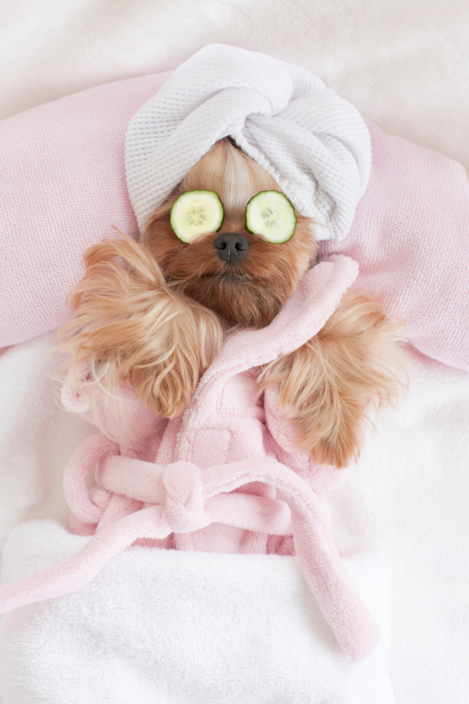 Yorkshire Terrier Relaxing at the Dog Grooming Spa
