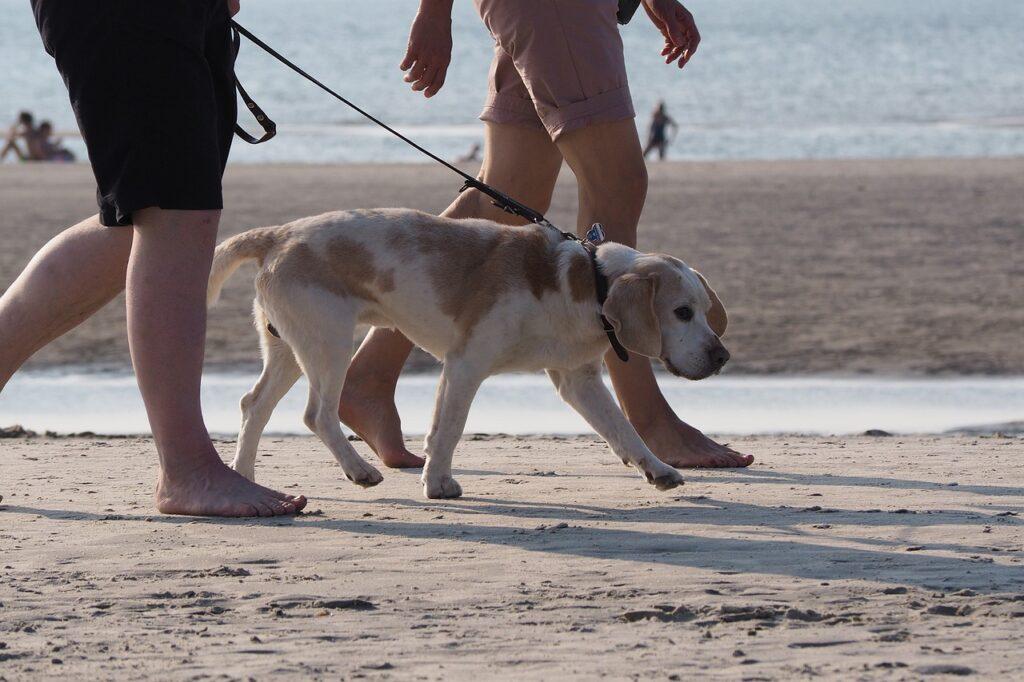Dog on Leash at Lake Michigan Beach