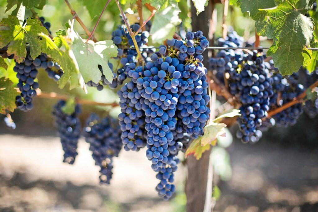 Grapes on the Vine at a Vineyard