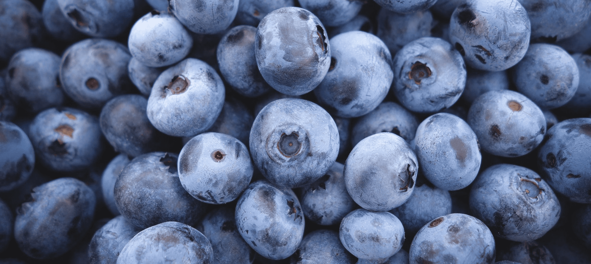 Things To Do The National Blueberry Festival