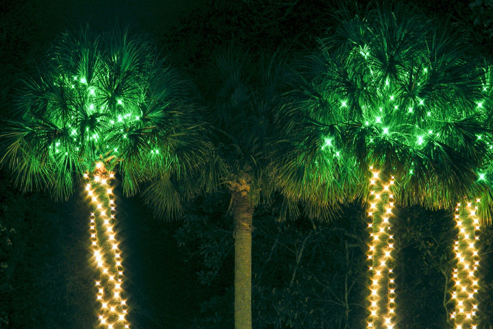 Palm Trees With Holiday Lights