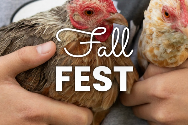 Fall Fest and Chickens
