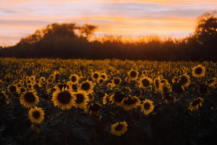 Field of Sunflowers
