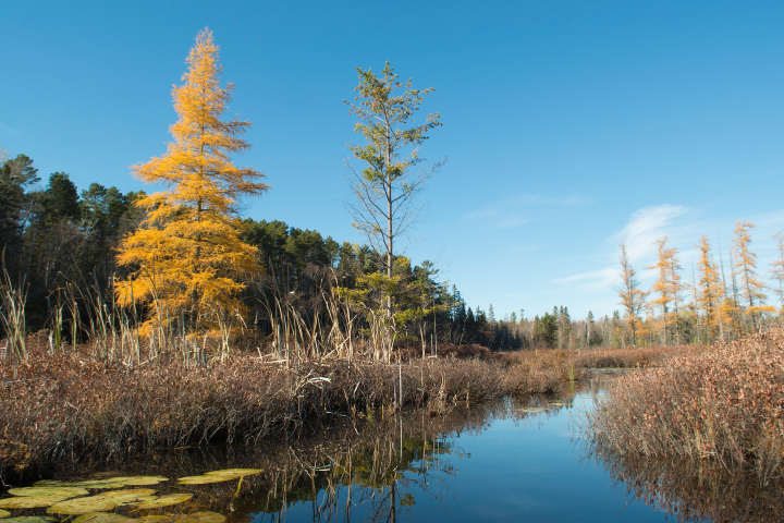 Yellow Tamarack Tree
