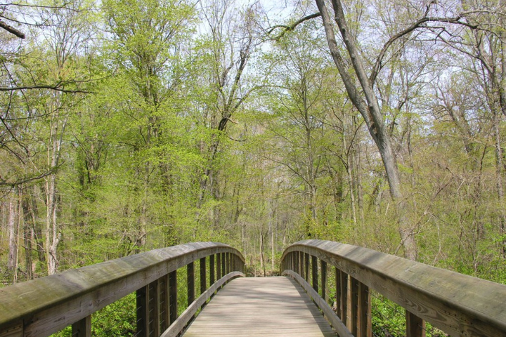 Bridge at Warren Woods State Park