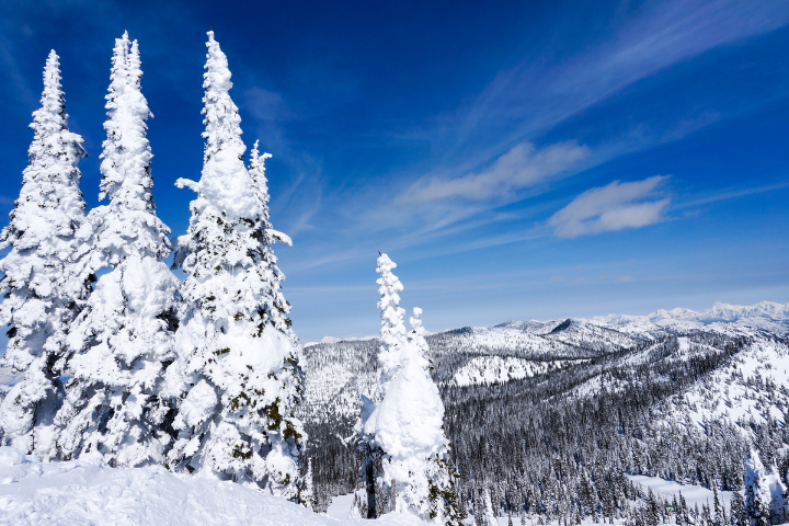 Snow on Trees in Whitefish MT