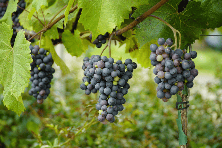 Wine Grapes on Vine